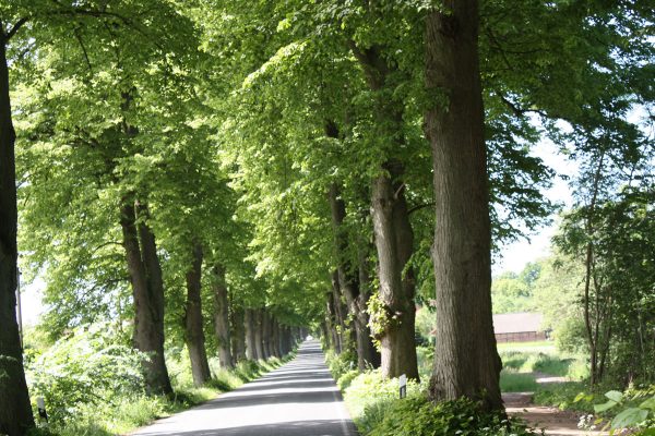 Alleestraße auf der Insel Rügen